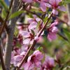 Elberta Peach #10 - Image 2